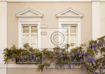Väggdekor: Drapering wisteria. vackra eleganta blåregn draperier över  smidesjärn