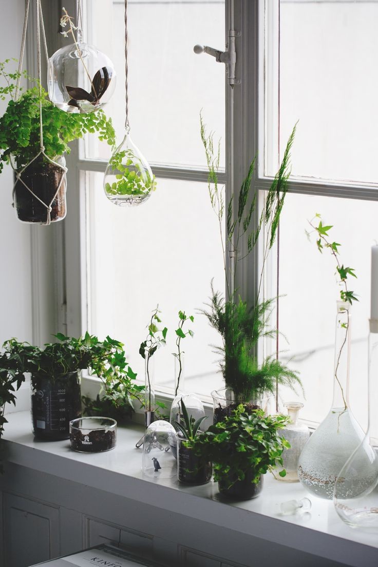 rena fönster växter fotosyntes vinter